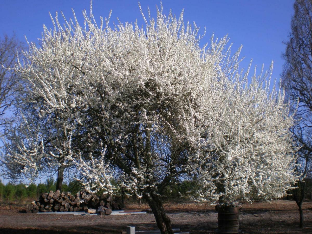 Cabane Perchee Solferino ภายนอก รูปภาพ